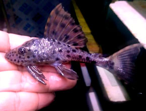 Colombian ornamental fish