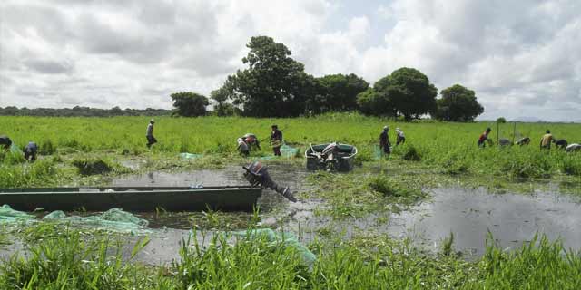 fish come from Arauca and Valle del Cauca basins