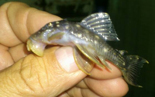 tropical freshwater fish 4